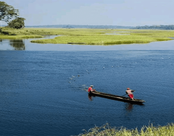 Le lit du fleuve Nyong et ses mangroves